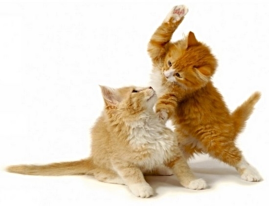 tuto deux chat qui se rencontrent